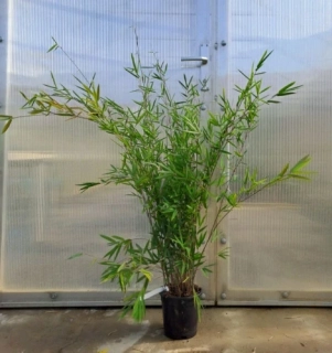 Fargesia nitida "Black Pearl" 120cm
