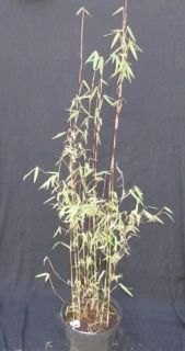 Fargesia "Red panda" 80cm
