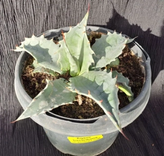 Agave havardiana 25cm