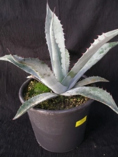 Agave havardiana 35cm