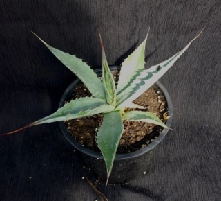 Agave montana 30cm