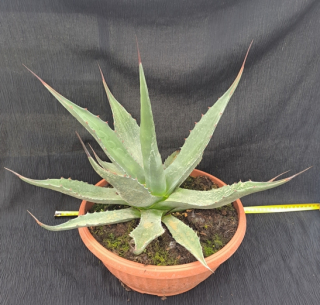 Agave montana 40cm