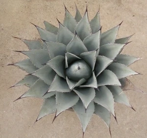 Agave neomexicana 50cm