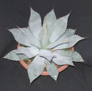 Agave parryi Parryi 35cm
