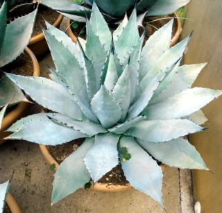 Agave parryi Parryi 60cm