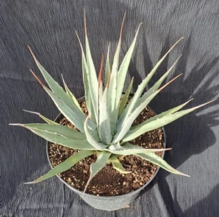 Agave utahensis 35cm