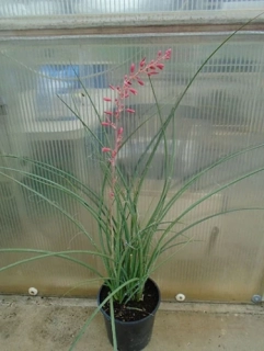 Hesperaloe parviflora 80cm