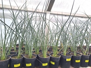 Hesperaloe parviflora 50cm