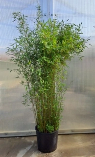 Fargesia "Deep Purple" 220cm