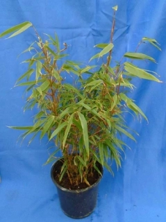 Fargesia rufa 60cm