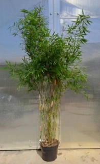 Fargesia rufa 160cm