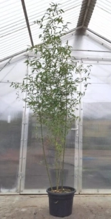 Phyllostachys atrovaginata 220cm