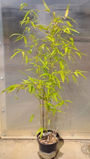 Phyllostachys nigra 80cm