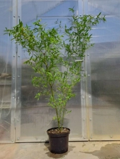 Phyllostachys parvifolia 160cm