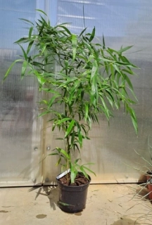 Phyllostachys vivax  Aureocaulis 130