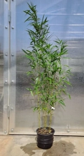 Phyllostachys aureosulcata Spectabilis 170 cm