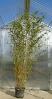 Phyllostachys aureosulcata Spectabilis 220cm
