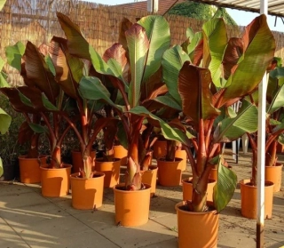 Ensete ventricosum Maurelii 160cm