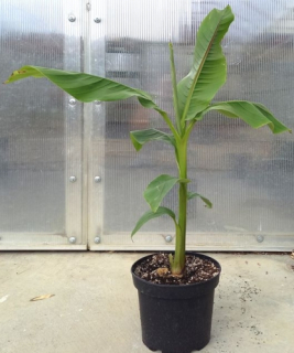Musa basjoo 80 cm