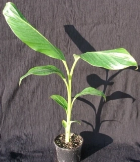 Musa sikkimensis "Red tiger" 45cm