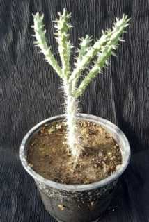 Cylindropuntia imbricata 15cm
