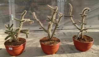 Cylindropuntia imbricata 75cm