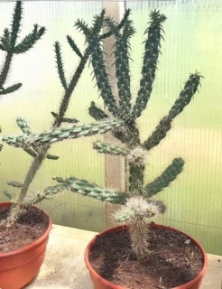 Cylindropuntia imbricata 60cm