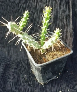 Cylindropuntia whipplei 10cm