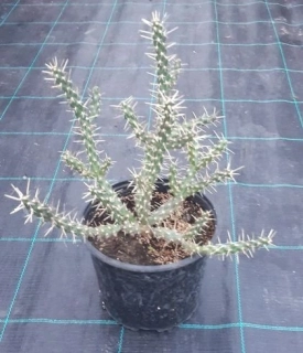 Cylindropuntia whipplei 35cm