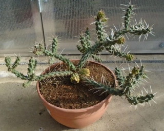 Cylindropuntia whipplei 50cm