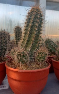 Echinocereus coccineus 25cm