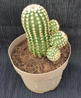 Echinocereus reichenbachii 15cm