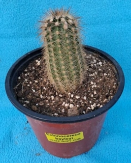 Echinocereus reichenbachii 15cm